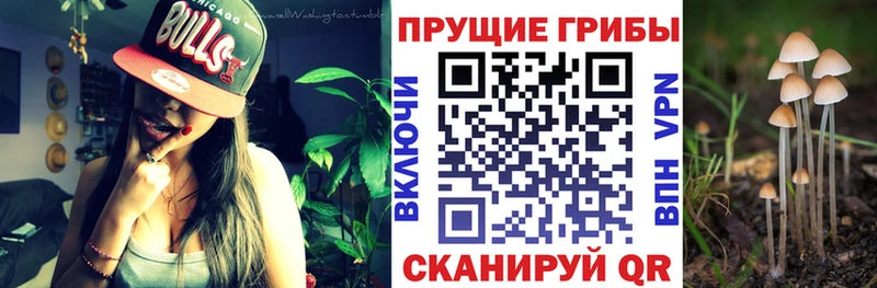Псилоцибиновые грибы Cubensis  Можга 